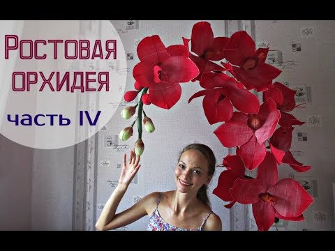 Видео: Большие цветы | Ростовые орхидеи. Часть 4