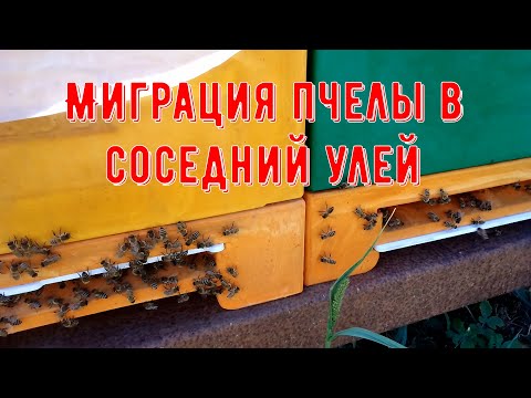 Видео: Неожиданно обнаружилась миграция пчелы в соседний улей!