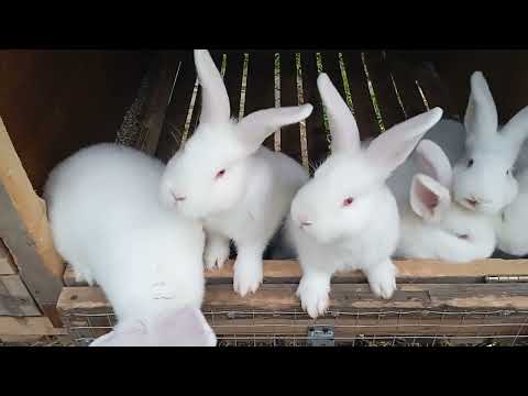 Видео: #17. Клетки снова заполняются. Новый кролик. Окролы.