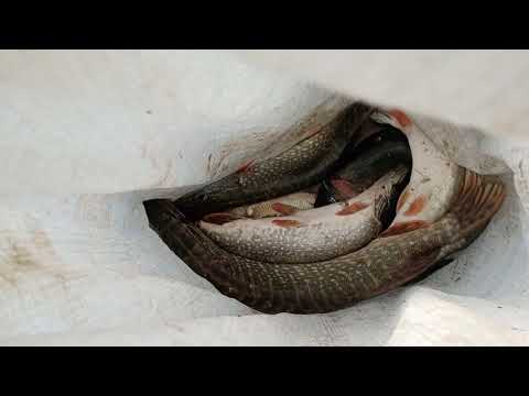 Видео: Томская область. Молчановский  район.  р  Обь . 04 - 06 Сентября 2021г