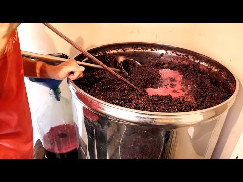 Видео: Красностоп Золотовский №2.Гаражное виноделие.Кровопускание/Постановка на мацерацию!!!