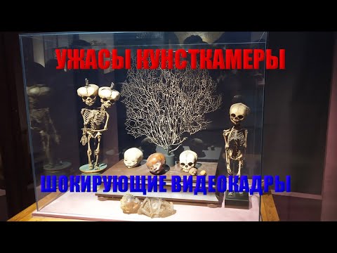 Видео: КУНСТКАМЕРА И ВСЕ ЕЁ УЖАСЫ ШОКИРУЮЩИЕ ЭКСПОНАТЫ ОТ КОТОРЫХ КРОВЬ В ЖИЛАХ СТЫНЕТ УНИКАЛЬНЫЕ КАДРЫ
