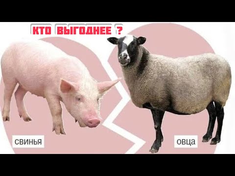 Видео: ОВЦЫ, СВИНЬИ , КТО ВЫГОДНЕЕ?