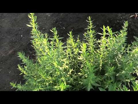 Видео: Как я вырастил иссоп голубой из семян