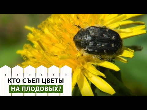 Видео: Что делать, если в саду завелась Оленка мохнатая? Можно ли обрабатывать сад во время цветения