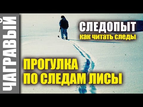 Видео: Прогулка ПО СЛЕДАМ ЛИСЫ. Читаю следы. Отвечаю на вопросы. #Чагравый_следопыт