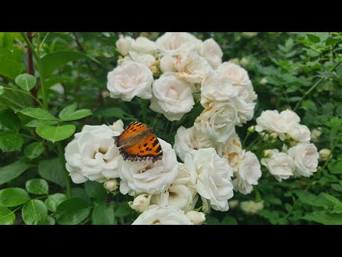 Видео: Обзор саженцев в питомнике. Планирую участок под посадку роз. Осенние работы в саду.
