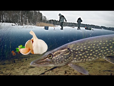 Видео: Реакция Щуки на ЗАПАХ ЧЕСНОКА!!! Рыбалка на Жерлицы!!