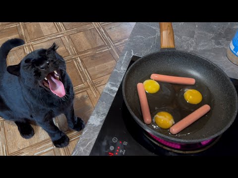 Видео: Первый Снег у Пантеры Луны ❄️🌨️