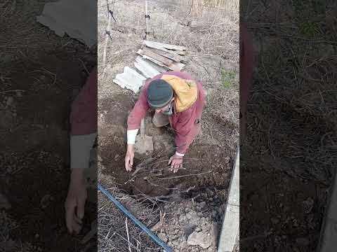 Видео: Як я рекомендую саджати інжир!!!