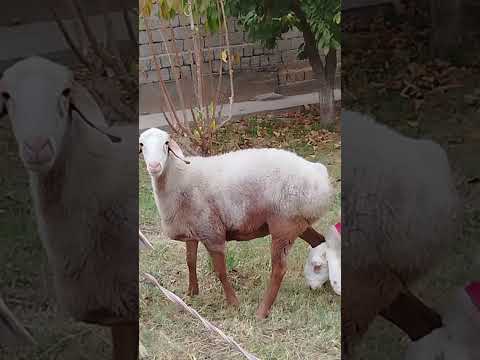 Видео: 6 ноября 2025 г.