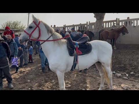 Видео: МОЛБОЗОРИ НОХИЯИ ЁВОН🫵👍😱АСПУ ГОВ АРЗОН ШИД 😱🐄🐴