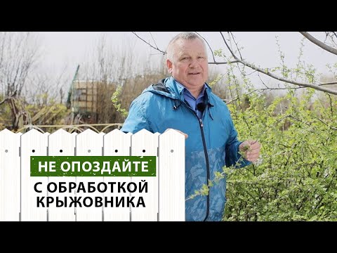 Видео: НЕ ЗАБУДЬТЕ обработать крыжовник от вредителей и болезней