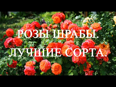 Видео: Розы шрабы. Лучшие сорта.