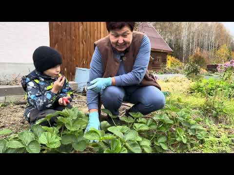 Видео: ПЕРВЫЕ ЗАМОРОЗКИ, УБИРАЮ ГЕОРГИНЫ