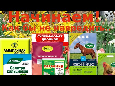 Видео: Подкормка роз весной - никакие схемы не действуют