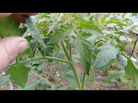 Видео: Пасынкование и формирование индетерминантных томатов в 2 ствола