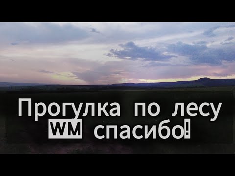 Видео: Прогулка по лесу. WM.