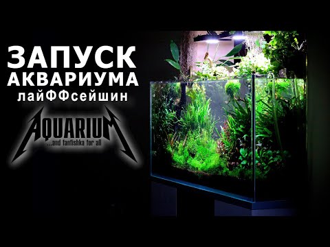 Видео: Запуск и обустройство аквариума
