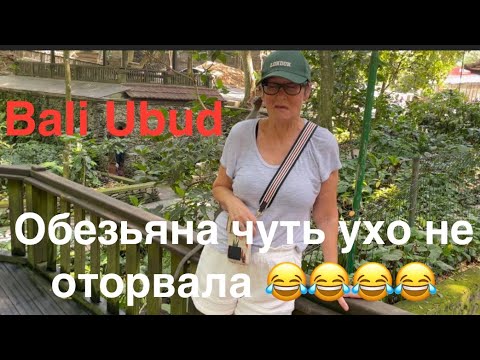 Видео: #bali #путешествия Лес обезьян и грузинский ресторан