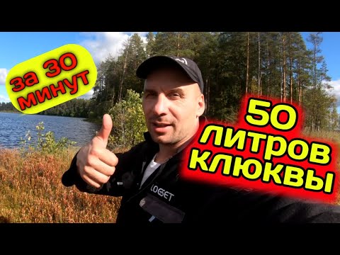 Видео: Как СОБРАТЬ 50 литров КЛЮКВЫ за 30 минут