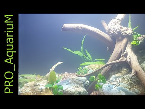 Видео: Мутная вода в новом аквариуме (Заметки для начинающего аквариумиста )