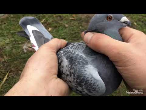 Видео: Голубівництво , прилетів голуб якого не було аж 2 рокі !!!