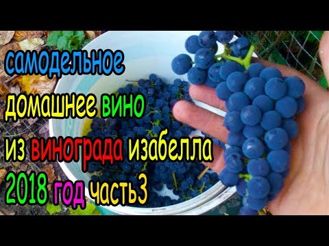 Видео: домашнее самодельное вино из винограда изабелла ч3