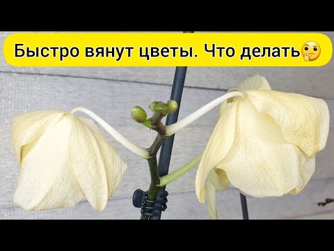 Видео: ВЯНУТ ЦВЕТЫ орхидеи // СОХНУТ БУТОНЫ орхидеи