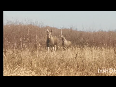 Видео: Дразню лосей. Лоси во время гона. Много быков с одной коровой. 