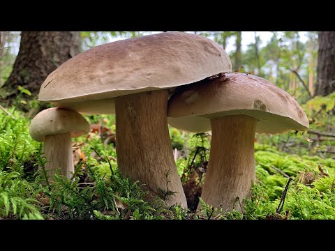 Видео: ГРИБЫ КАК ИЗ СКАЗКИ!!! БЕЛАРУСЬ!