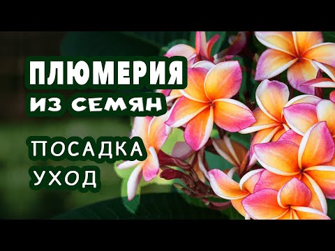 Видео: Плюмерия. Проращивание семян. Мой опыт выращивания плюмерии
