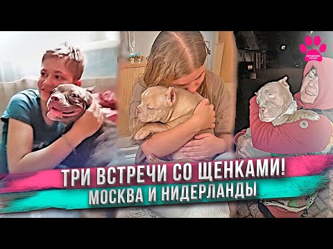 Видео: Три сестры приехали в новые дома! Реакция хозяев при встрече!