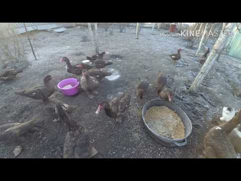 Видео: РОЗВЕДЕННЯ КАЧОК.  Як зимують наші КАЧКИ- ШИПУНИ...