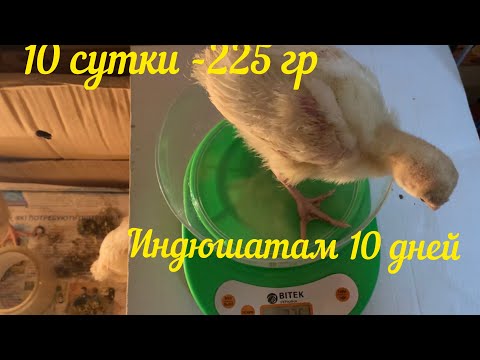 Видео: Индюшатам 10 дней ! Сколько весят индюшата в 10 суток ?!
