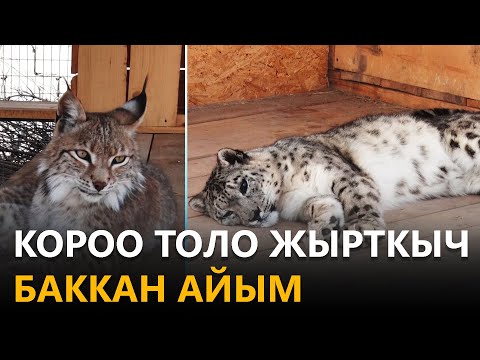 Видео: NewTV// Короо толо жырткыч баккан айым // азыркынын азаматтары