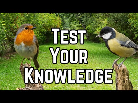 Видео: Викторина о птицах Большого Сада!