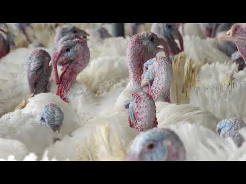 Видео: Выращивание высококачественных индеек