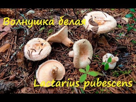 Видео: Белая волнушка - сестра Розовой волнушки.