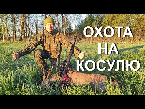 Видео: Охота НА КОСУЛЮ с подхода, тигр открывает счет...