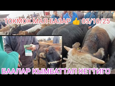 Видео: КУНАЖЫНДАР БУКАЛАР ТАРТЫЛГАН ТАСМА ТОКМОК МАЛ БАЗАР 5-ОКТЯБРЬ 2025ж