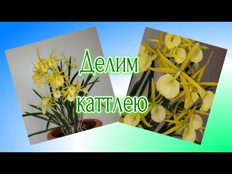 Видео: Делим каттлею Brassolaelia Yellow Bird