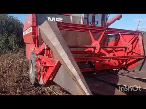 Видео: Massey Ferguson 240 / уборка подсолнечника /после обстрела