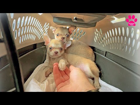Видео: Приехали новые собаки: ЧИХУАХУА близняшки! Они в шоке! Мы в шоке!