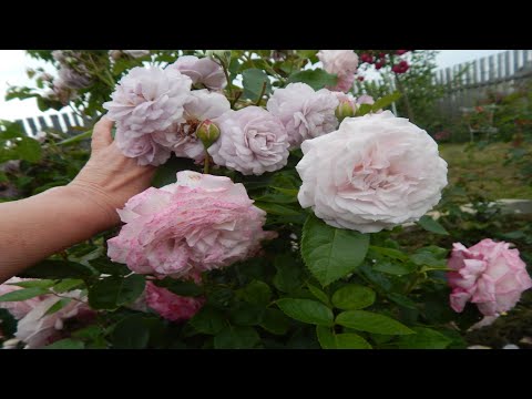Видео: Пик цветения роз.Прогулка по саду.Рассказываю о розах Д.Остина.