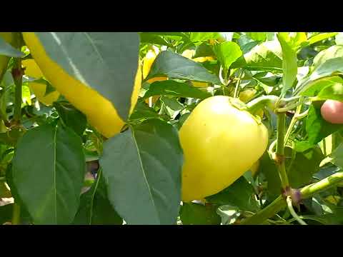 Видео: Чому Яніка F1?