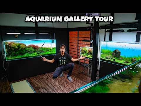 Видео: ЧАСТНАЯ ЭКСКУРСИЯ по УДИВИТЕЛЬНОЙ ГАЛЕРЕЕ ДОМАШНИХ АКВАРИУМОВ — захватывающие дух аквариумы ADA A...