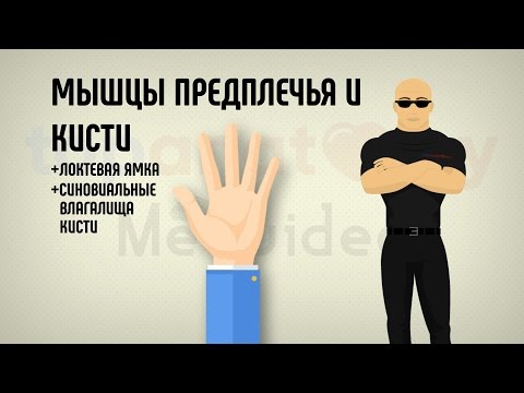 Видео: Мышцы предплечья и кисти