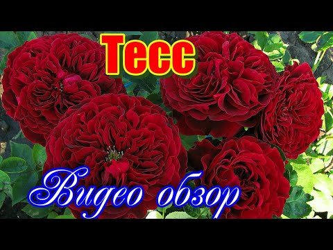 Видео: Обзор и описание розы Тесс - Tess. (David Austin Roses  2013)