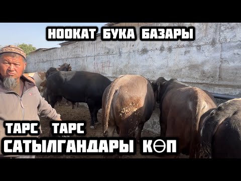 Видео: НООКАТ БУКА БАЗАРЫ / 14 сентябр 2025  Жыл